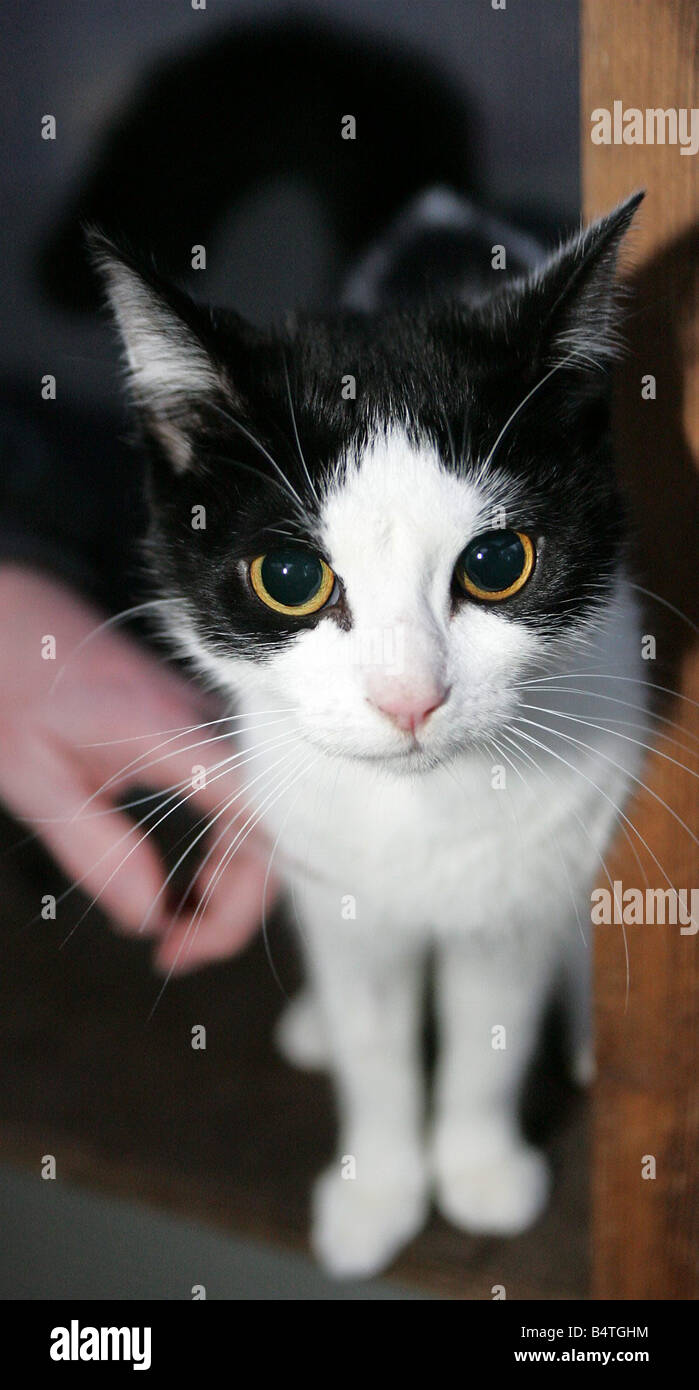 2 year old cat Angel Stock Photo Alamy
