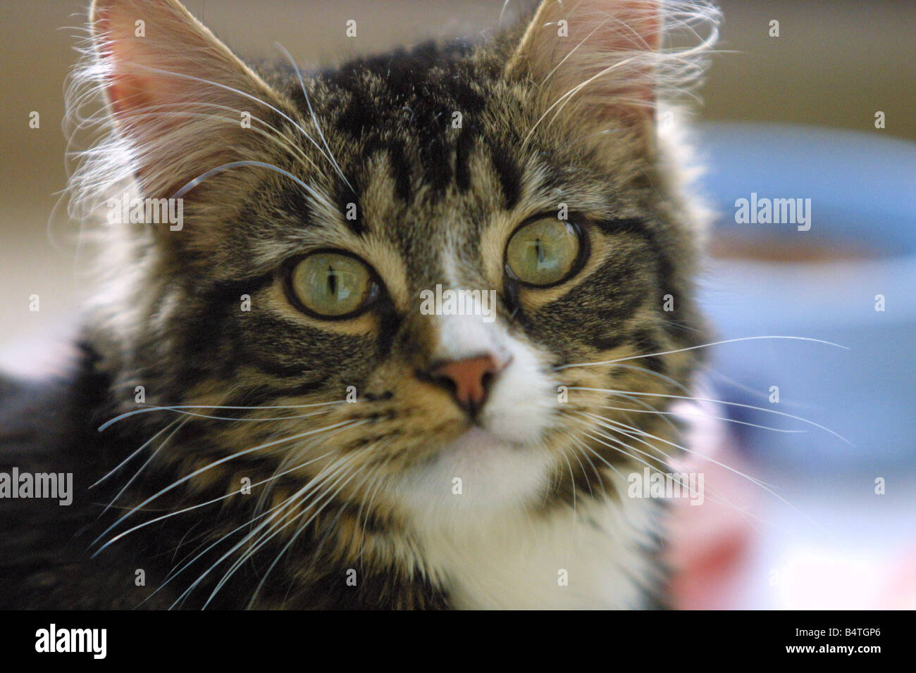 Howard the cute cat Stock Photo - Alamy