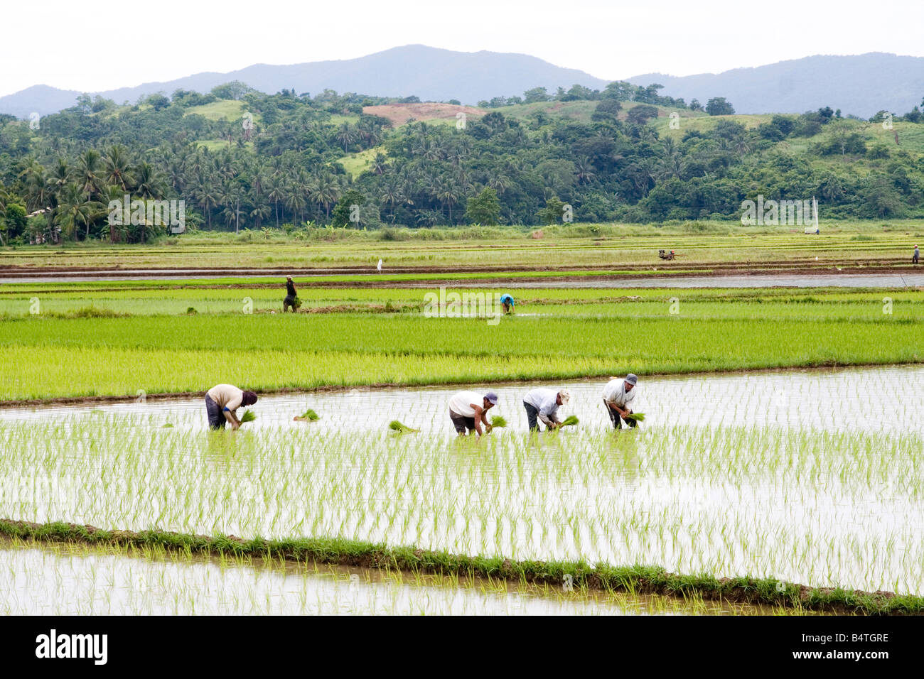 Farmers Planting Rice Stock Photo - Alamy