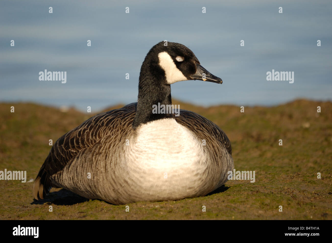 Goose eyes hi-res stock photography and images - Alamy