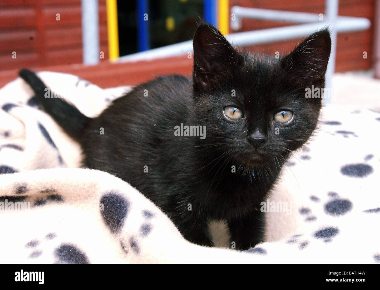 A blind kitten at the Cat Protection Centre in Bryncethin 11th November