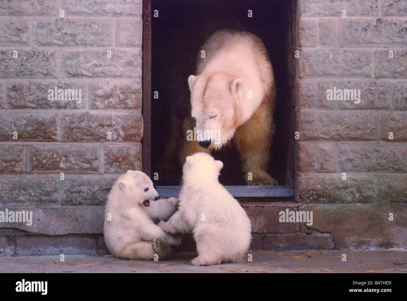 A polar bear with her two cubs Stock Photo - Alamy