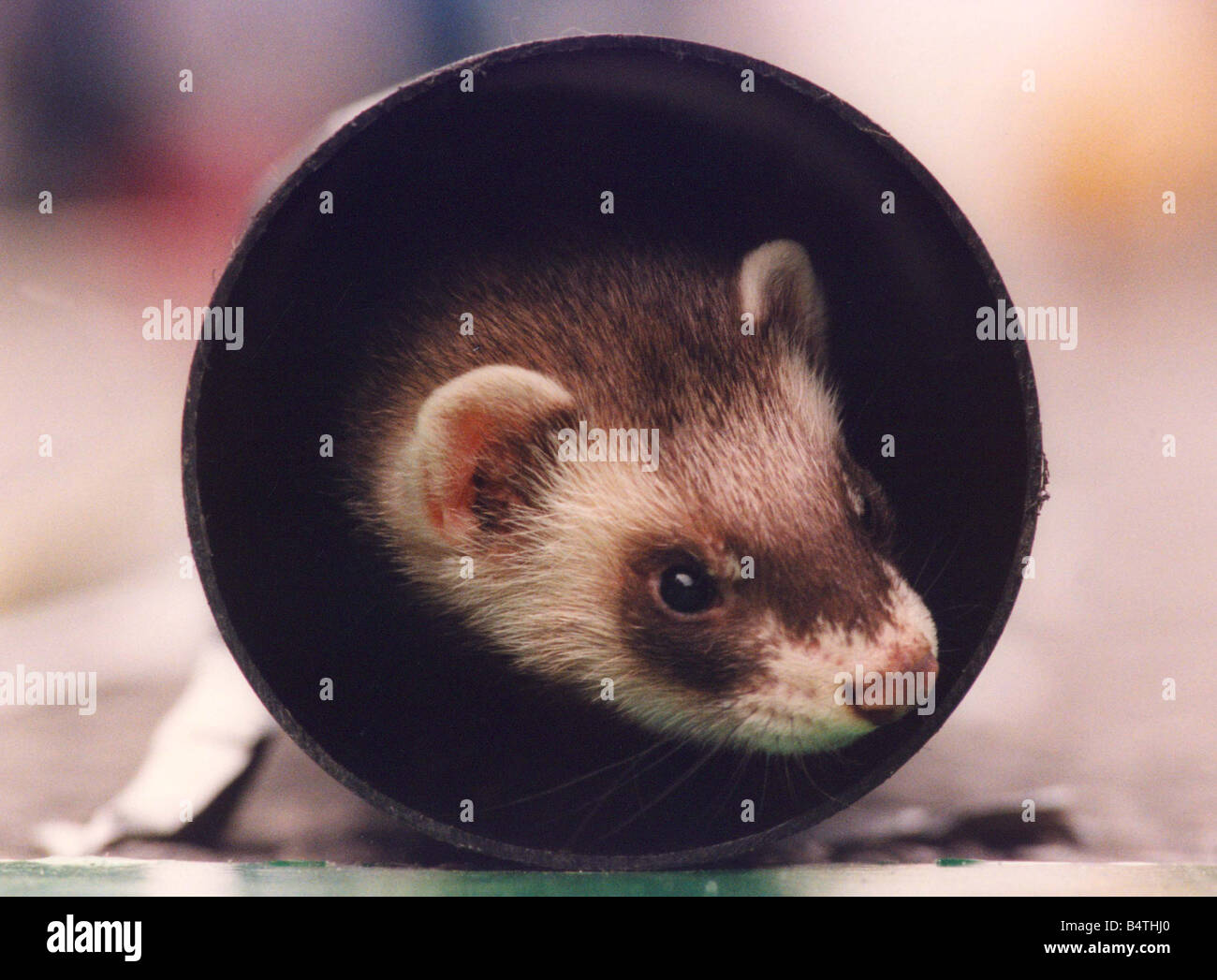 A ferret coming out of a tunnel Stock Photo Alamy