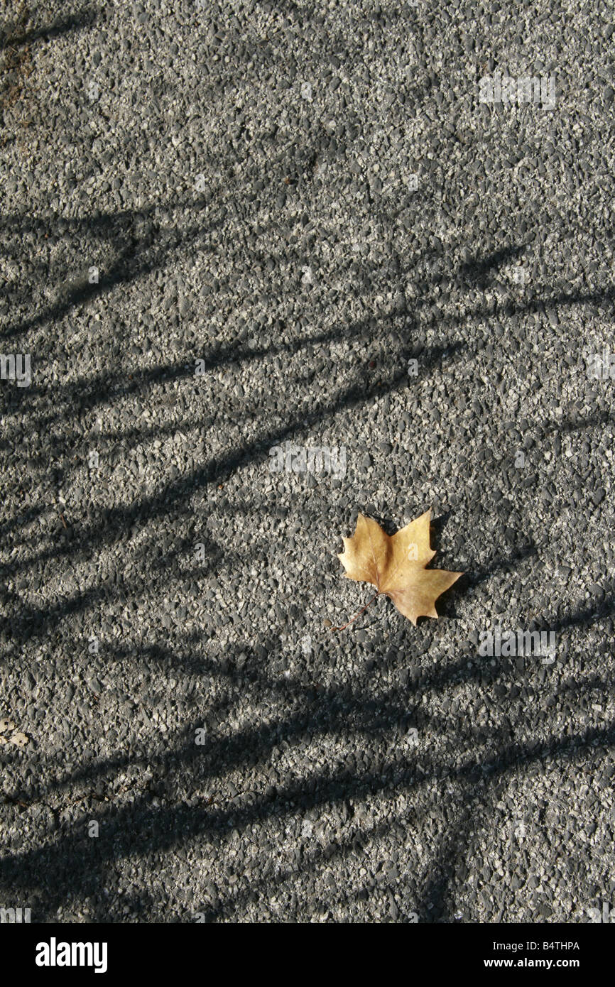 one single fallen leaf on road surface in sun Stock Photo