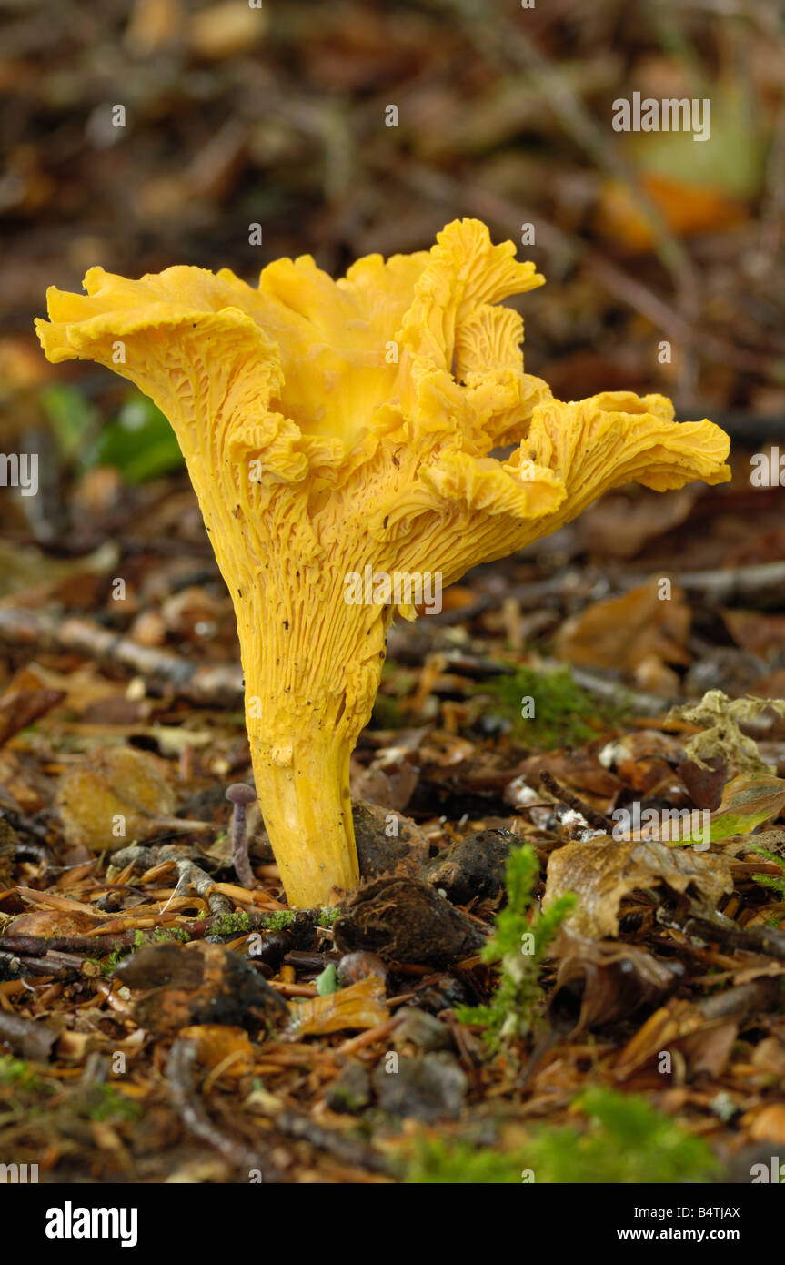 Chanterelle, cantharellus cibarius, fungi growing on the ground in deciduous woodland Stock Photo