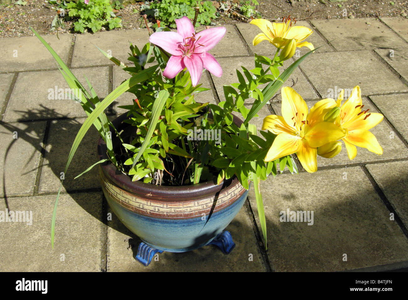 Summer Lilies in a large flower pot Stock Photo Alamy