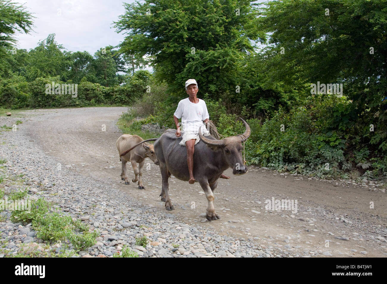 A farmer riding his farm animal, carabao, towing a young carabao Stock Photo