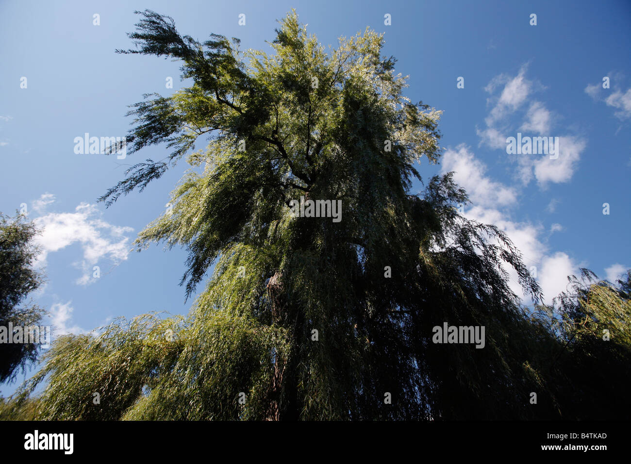 Weeping willow tree Boston Common Stock Photo Alamy