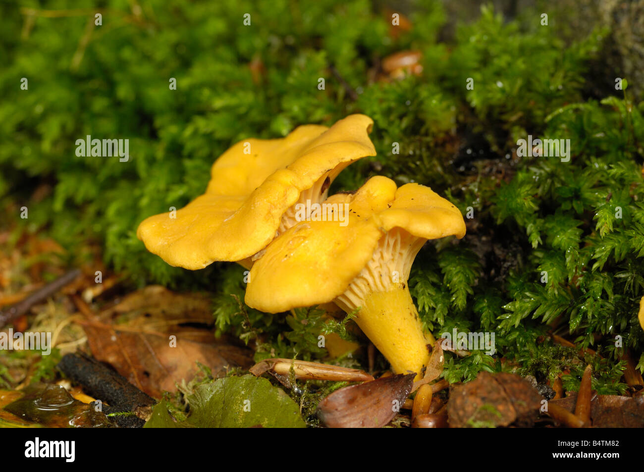 Chanterelle, cantharellus cibarius, fungi growing on the ground in