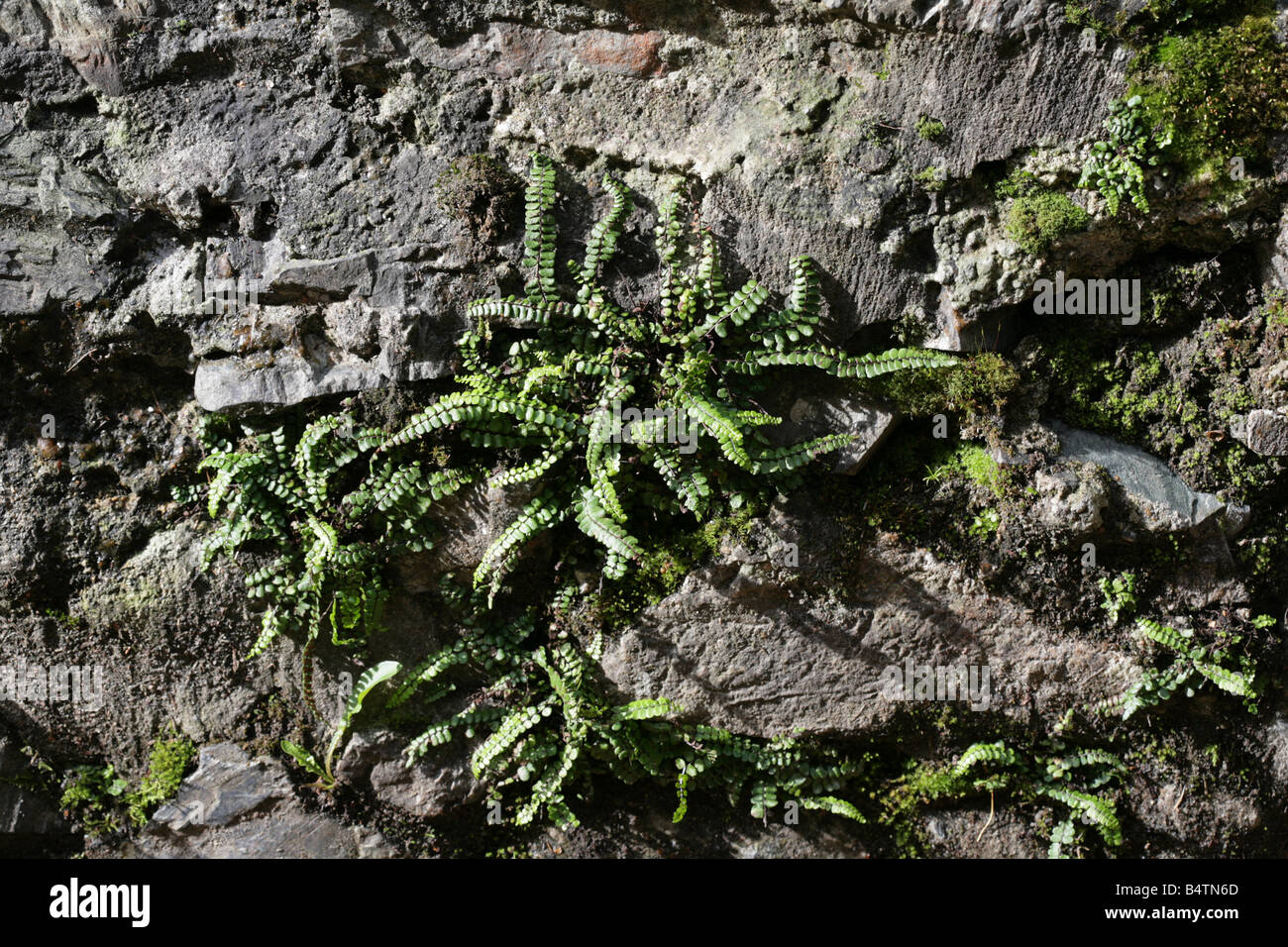 Asplenium viride, Green Spleenwort, on a bridge wall, Newcastle County Down, Ireland Stock Photo