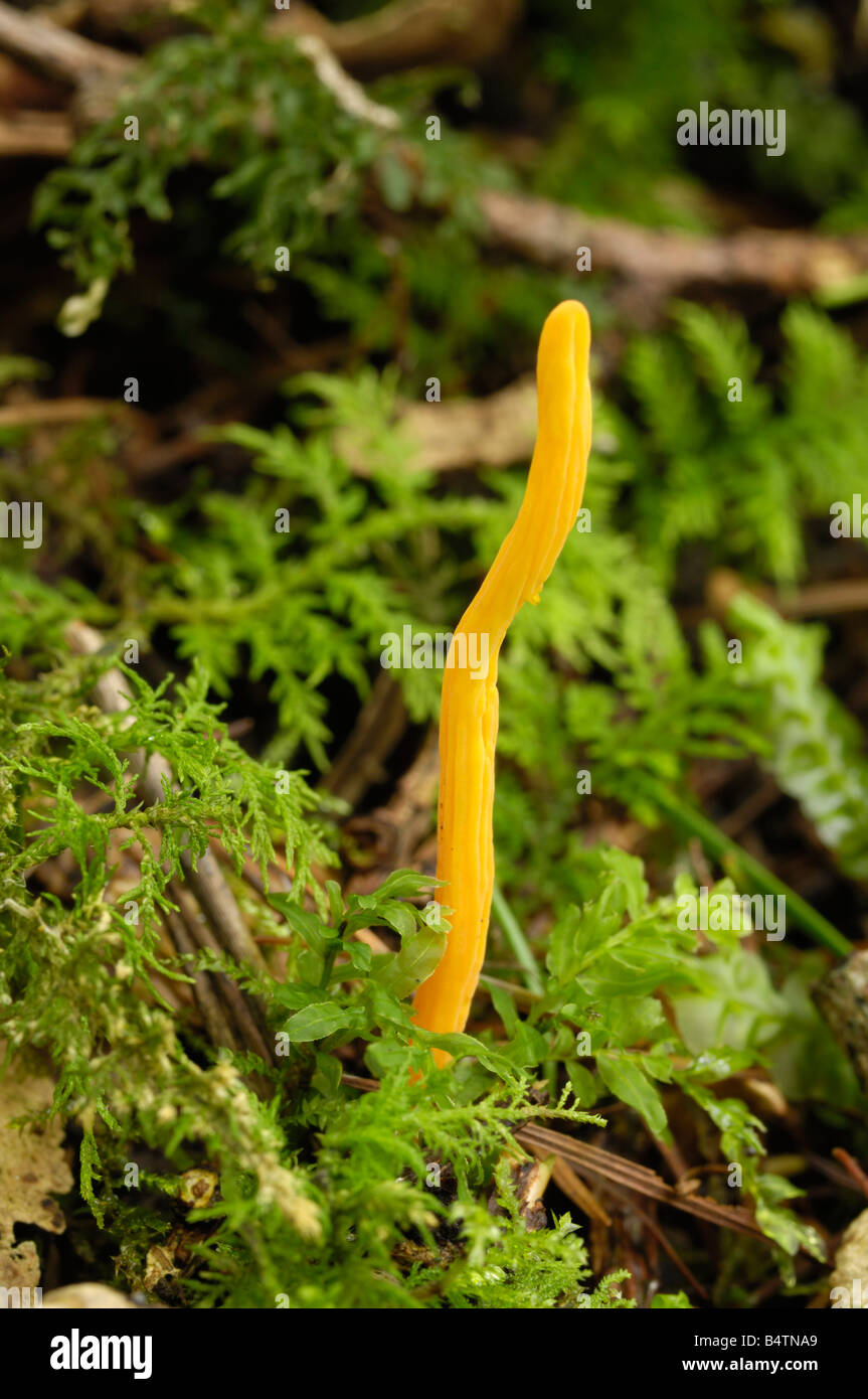 Yellow Club Fungus Hi Res Stock Photography And Images Alamy