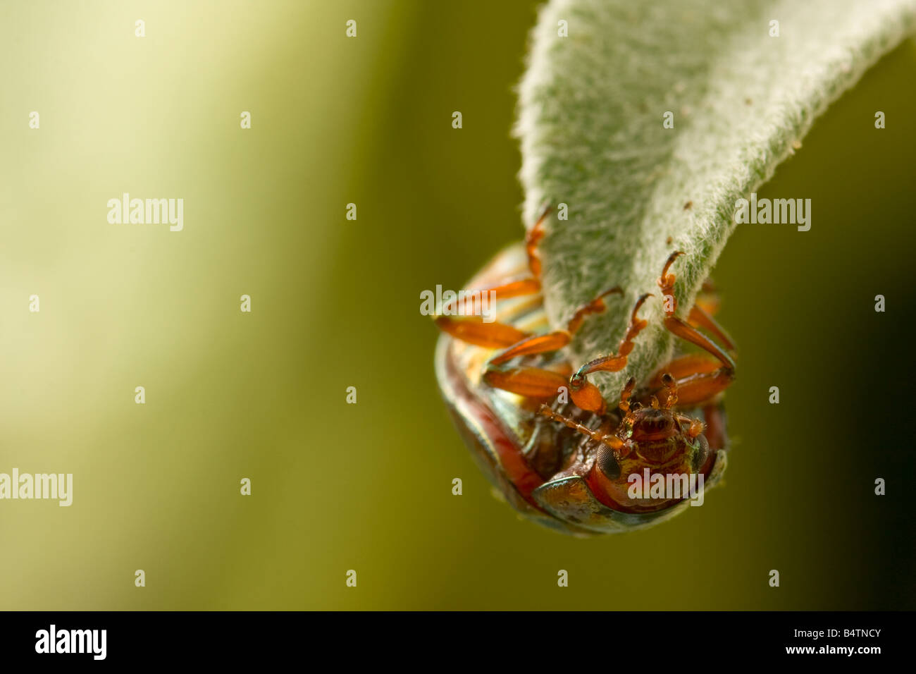 Rosemary Leaf Beetle, Chrysolina americana Stock Photo Alamy