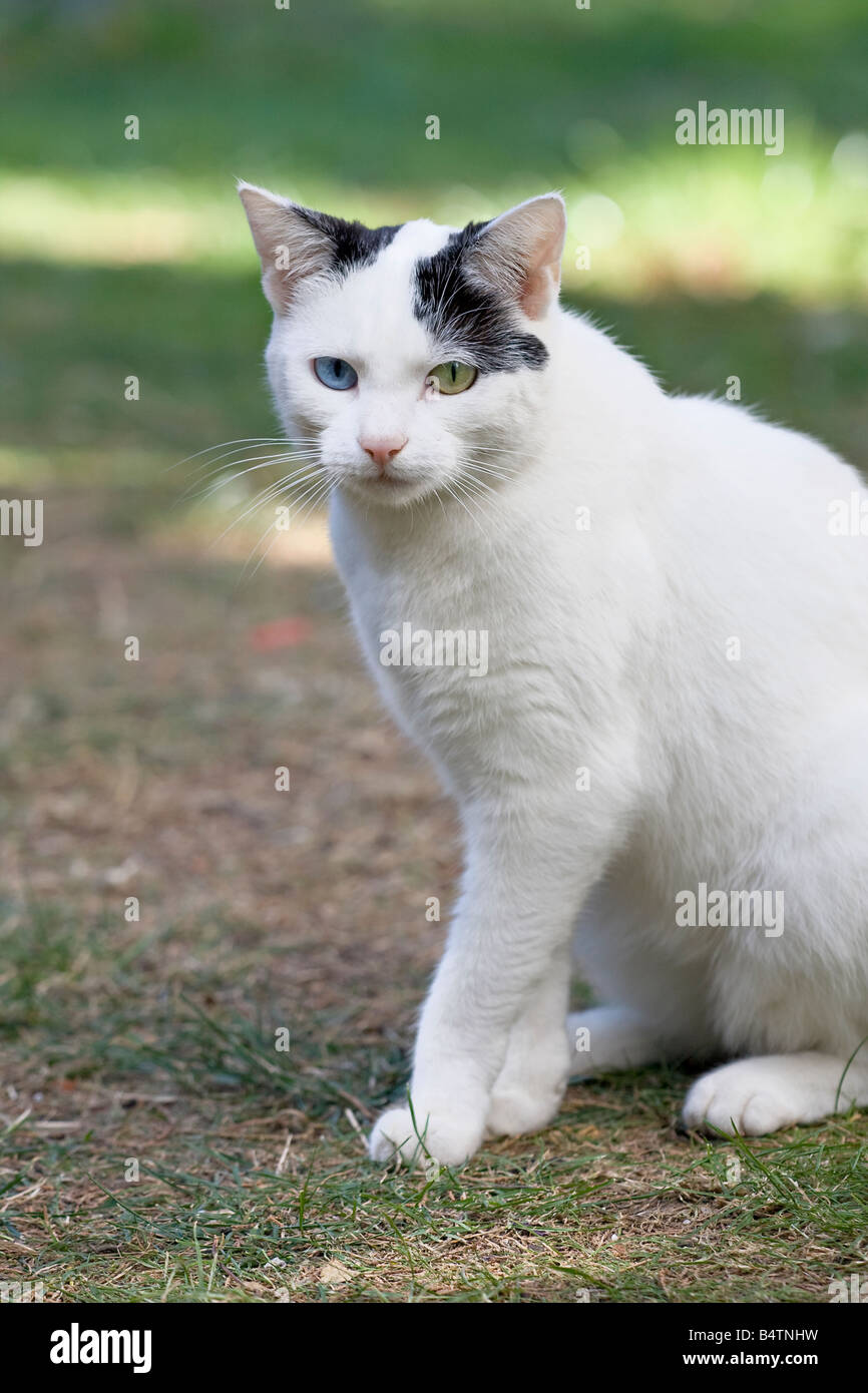 Portrait of a young female odd-eyed cat (Felis catus) sitting on grass Stock Photo