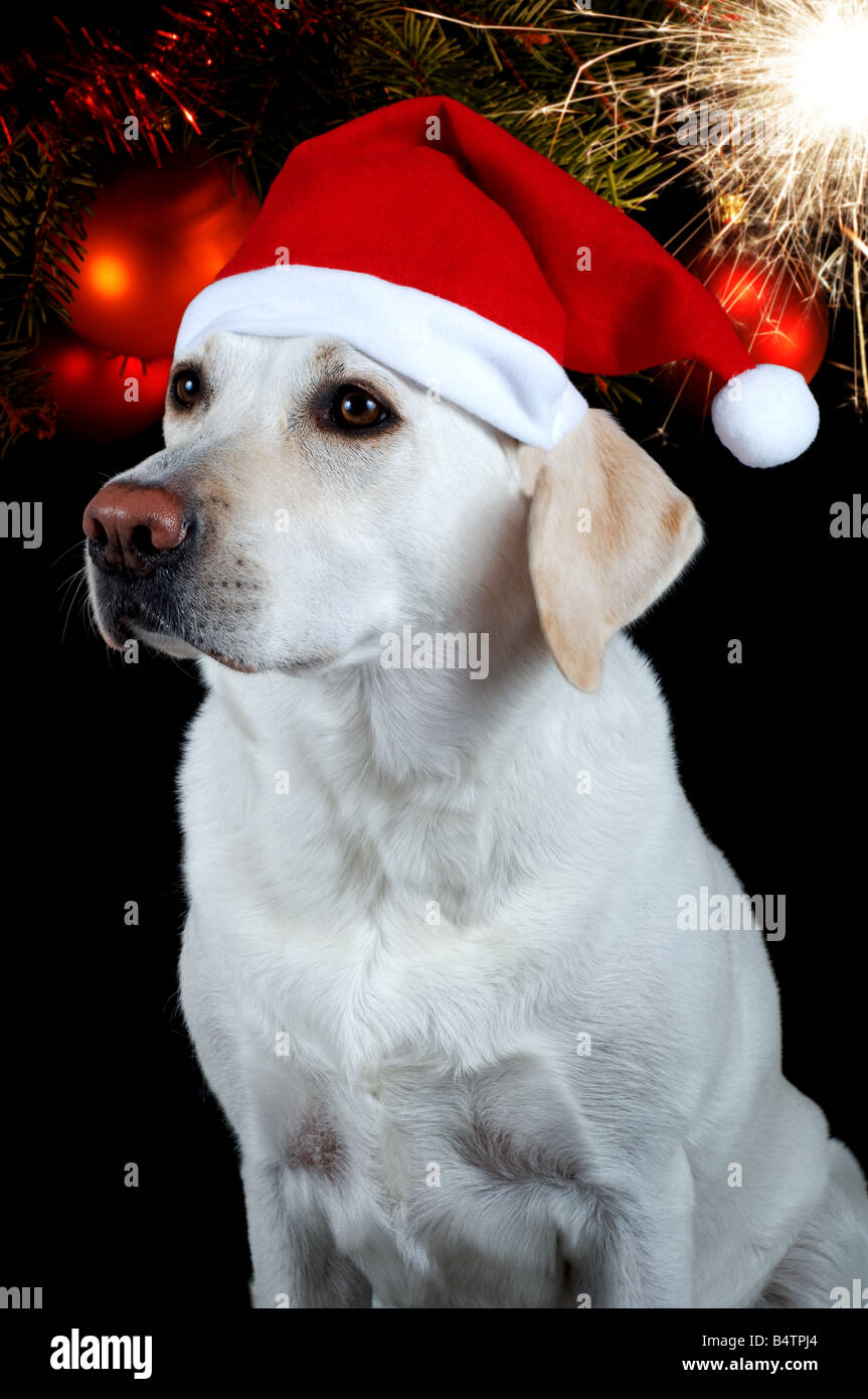 White labrador retriever with red Santa Claus hat on black background with decorated Christmas tree and sparkler. Stock Photo