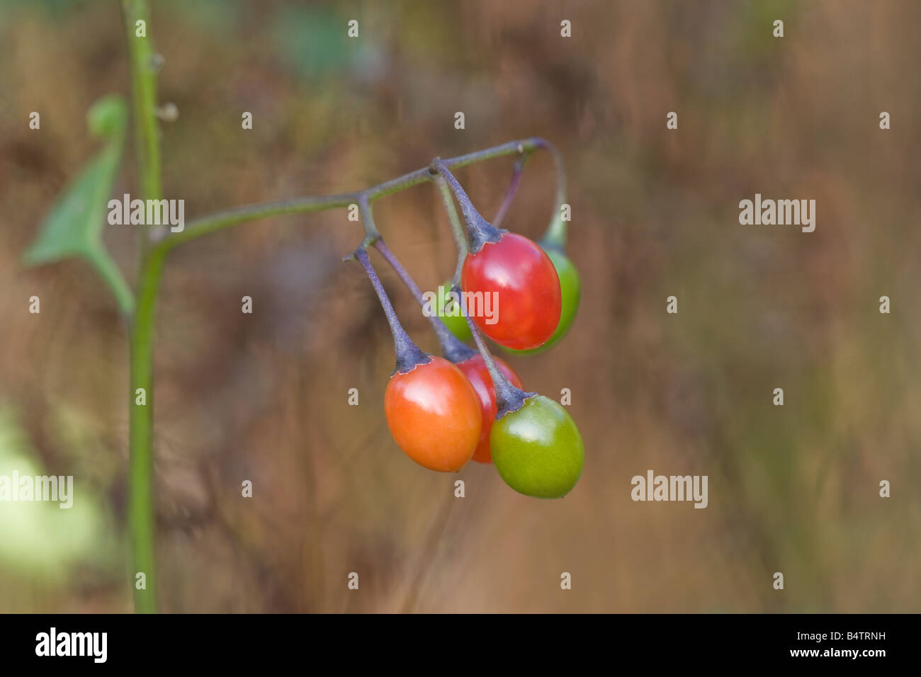 Bittersweet (Woody Nightshade) Solanum dulcamara closeup of ripe