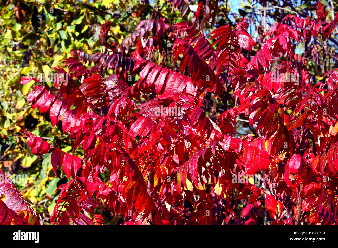 Fall Color Sumac Stock Photo Alamy