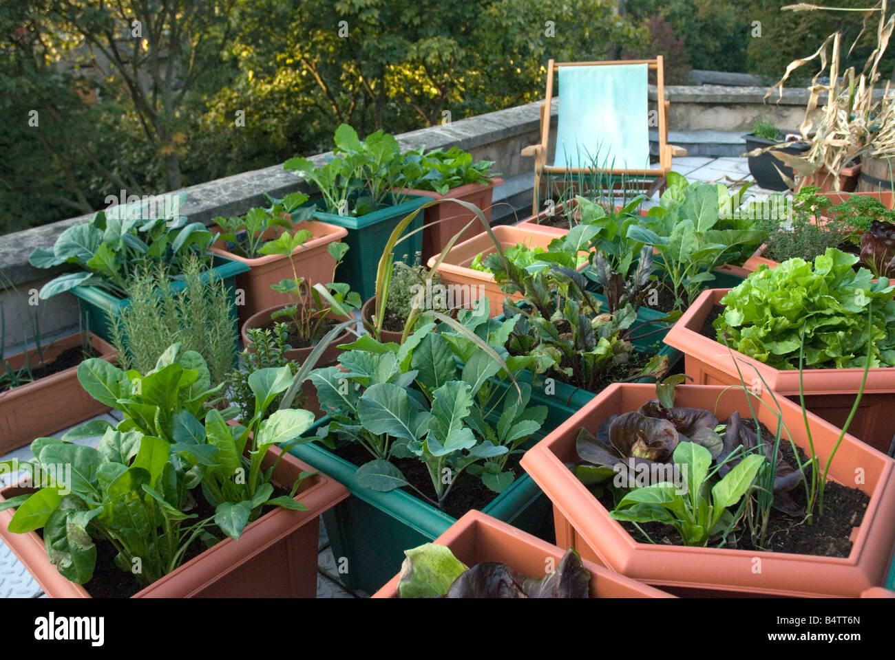 Vegetables growing on urban rooftop London urban veggie garden Stock Photo