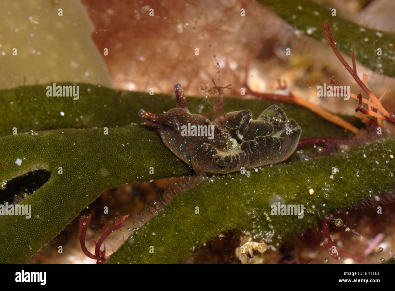 A sea slug Elysia viridis Elysiidae on its foodplant velvet horn Codium tomentosum a green seaweed UK Stock Photo