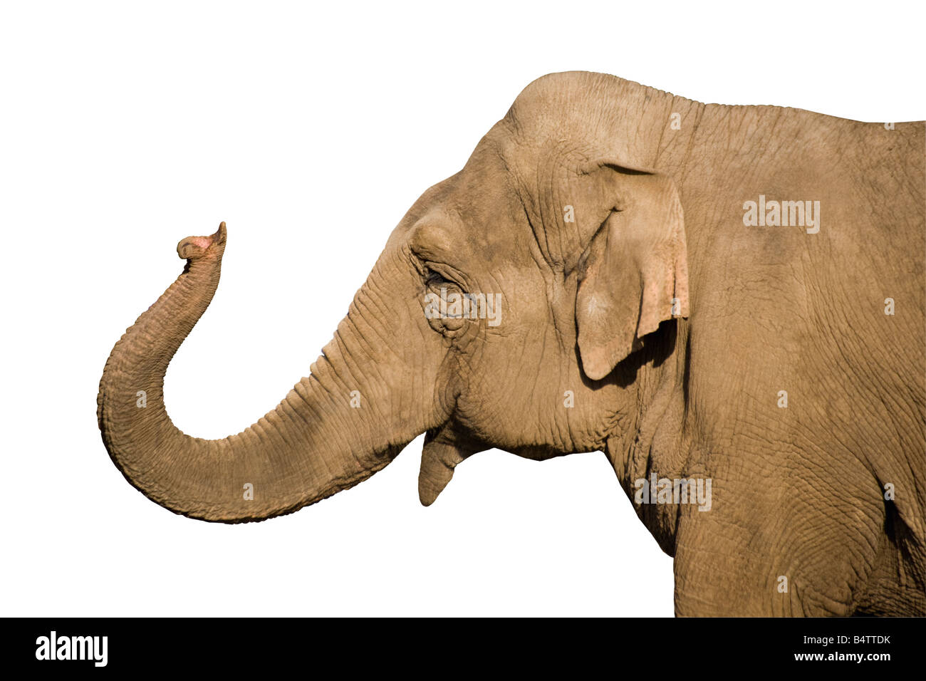 The head of an Asian elephant isolated on white Stock Photo