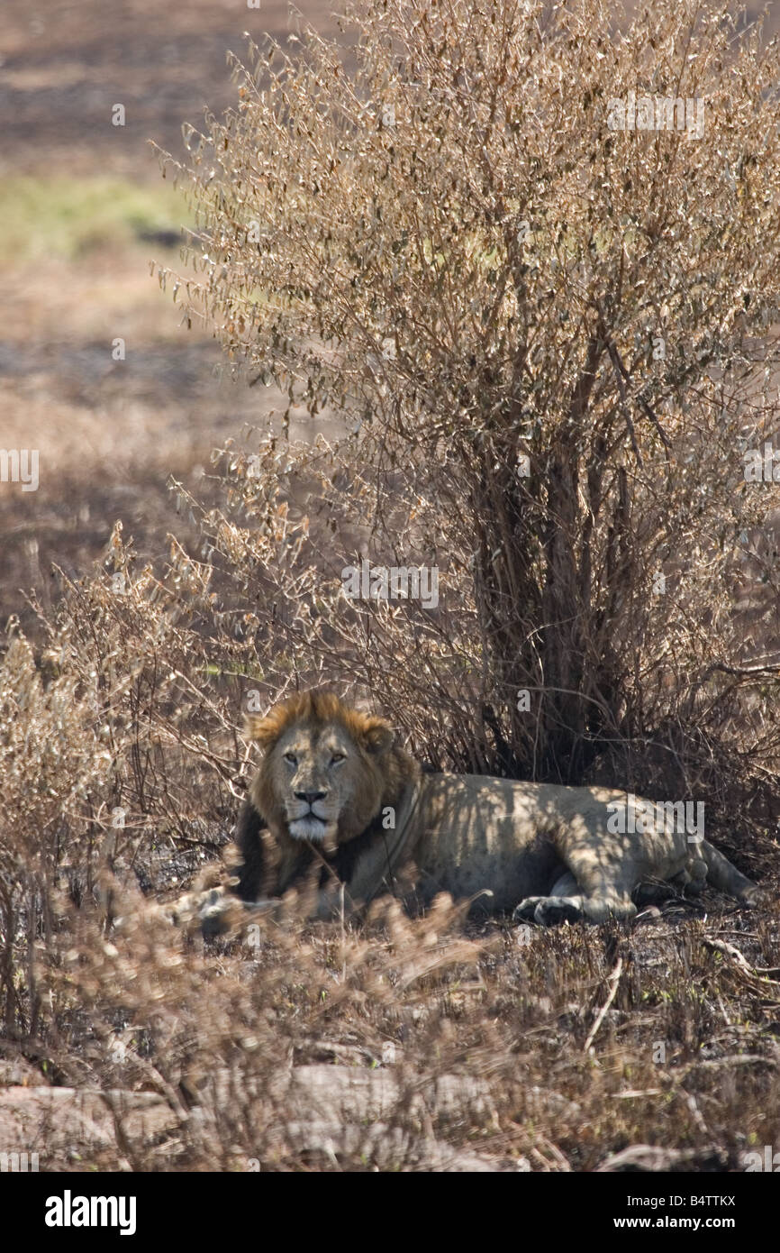 Male lion resting under bush hi-res stock photography and images - Alamy