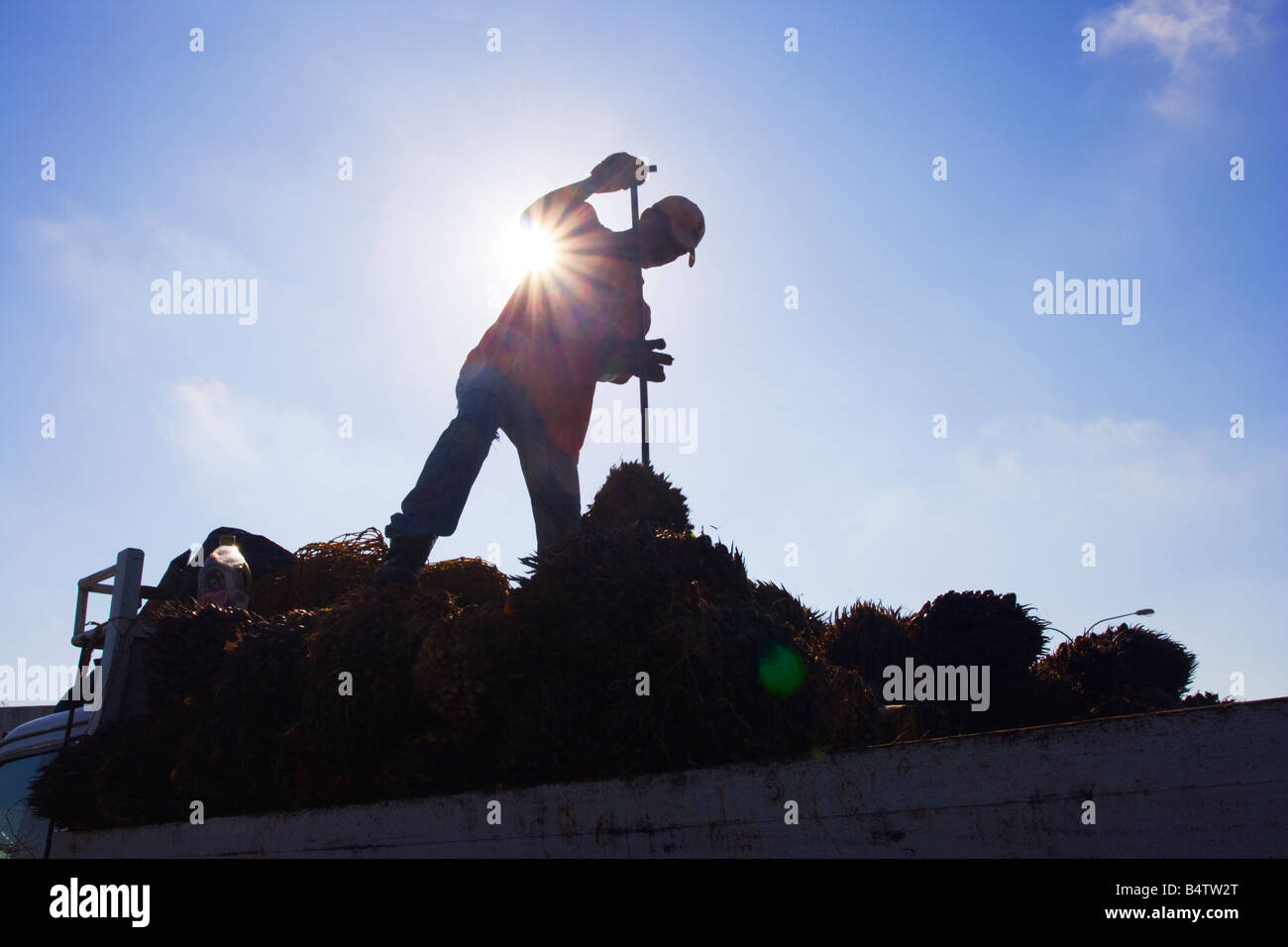 Men loading oil palm kernels onto a truck Tawau Sabah Malaysia Stock Photo