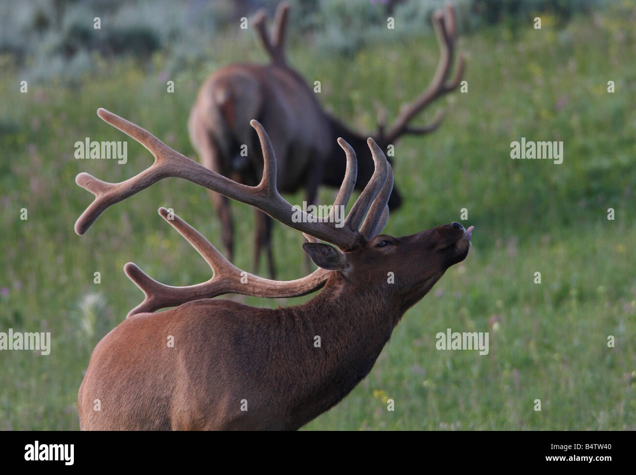 Raising elk hires stock photography and images Alamy