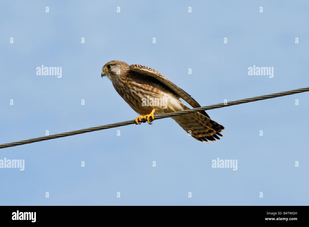 A colour photograph of a female kestrel sitting on a power cable (004 ...