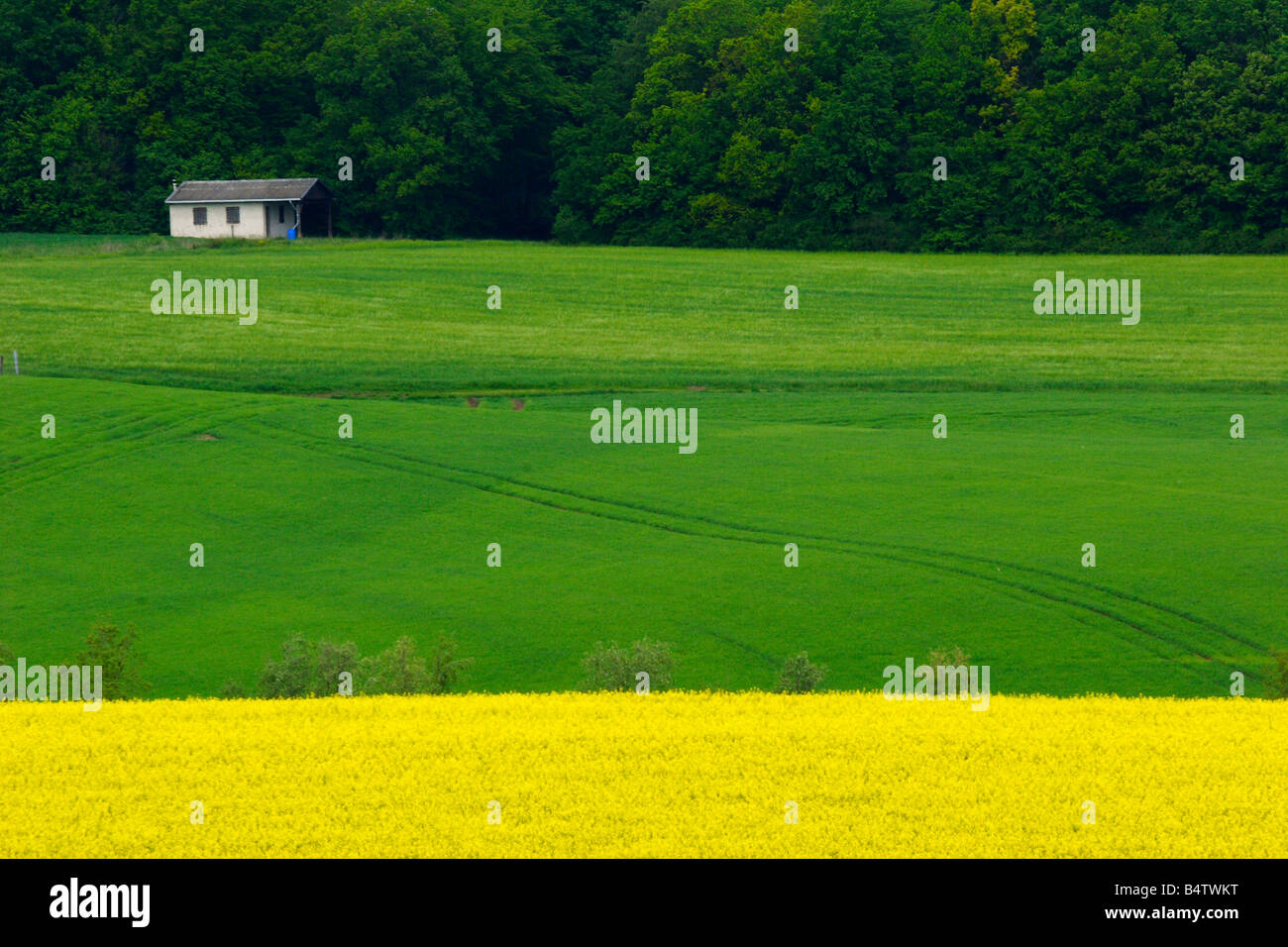 yellow and green fields with tree in french countryside Stock Photo - Alamy