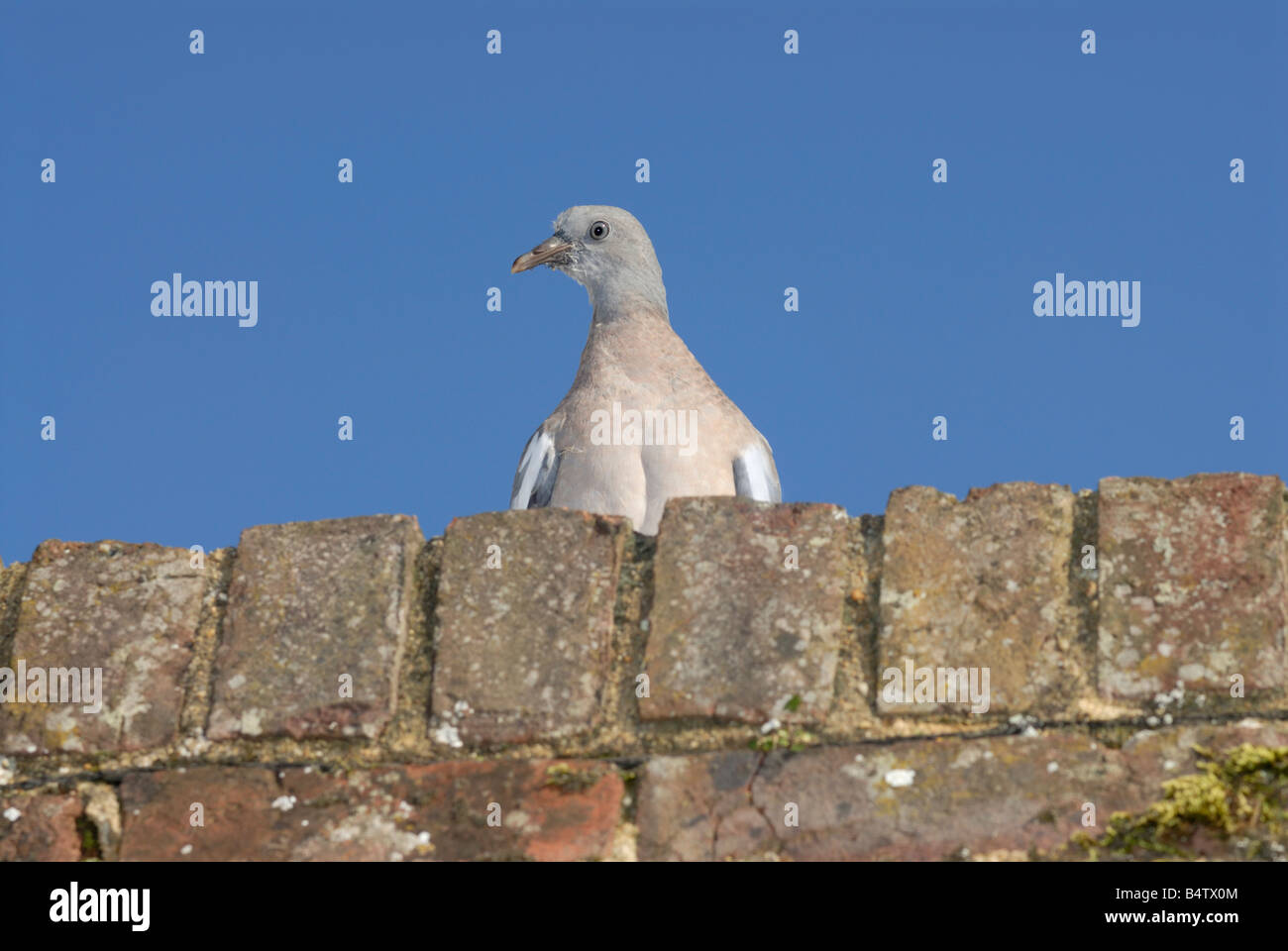 A pigeon peeping from its perch on a wall Stock Photo