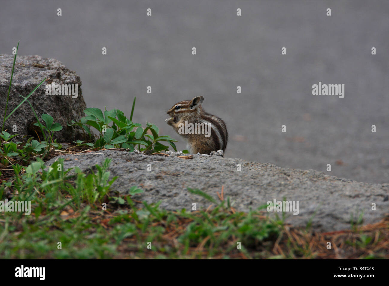 Least Chipmunk Tamias minimus feeding on ground at the Upper Geyser Basin in Yellowstone Park in July Stock Photo