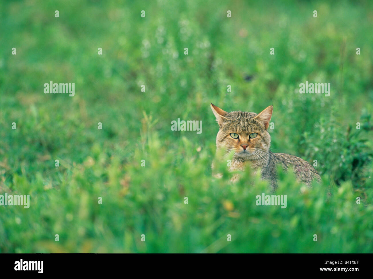 African Wild Cat (Felis libyca) Hunting in long grass, WILD, Serengeti National Park, Tanzania Stock Photo