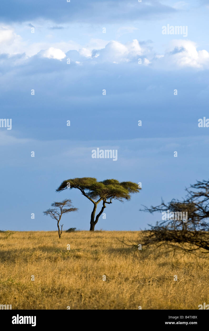 Tanzania Serengeti National Park the Seronera area Stock Photo - Alamy