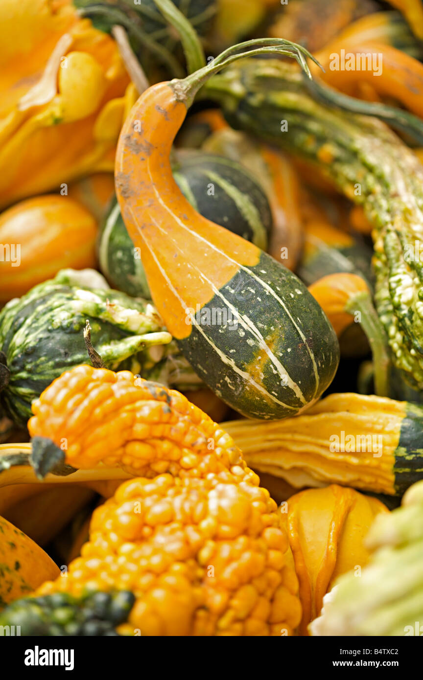 Gourds growing hires stock photography and images Alamy