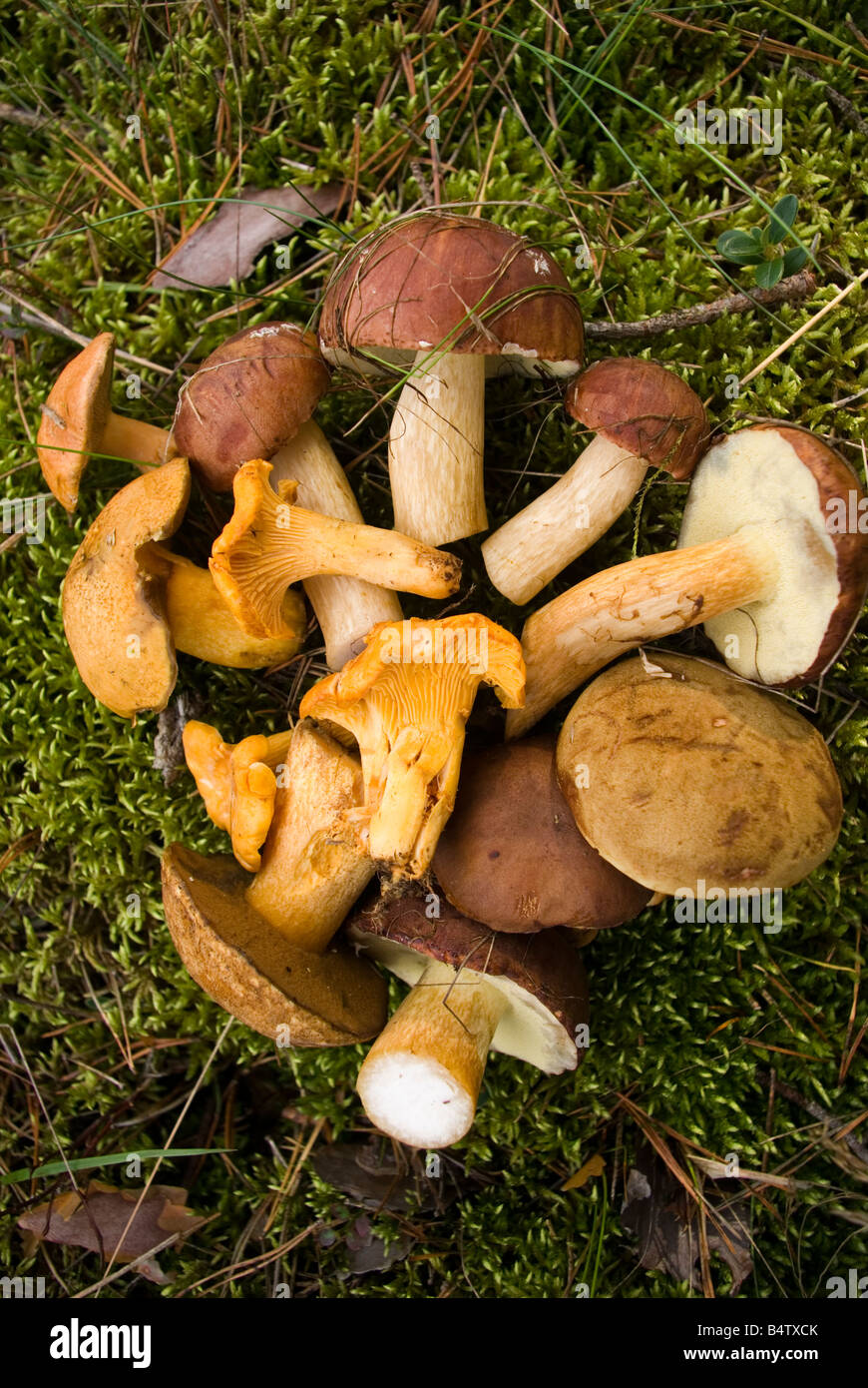 edible wild mushrooms Stock Photo