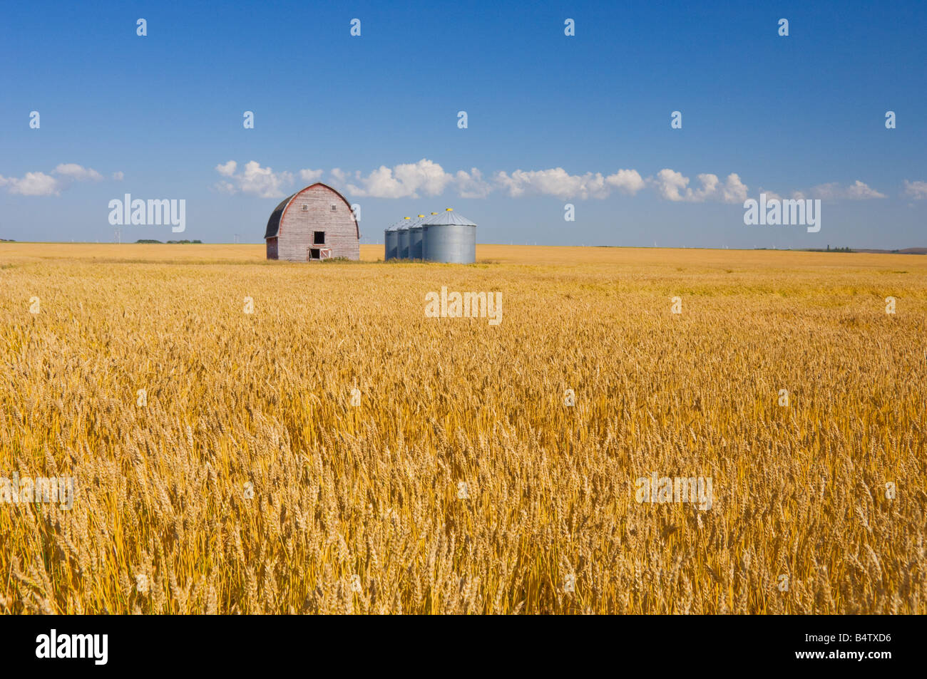 A ripe wheat field with an old barn and grain storage bins near Bruxelles, Manitoba Canada Stock Photo