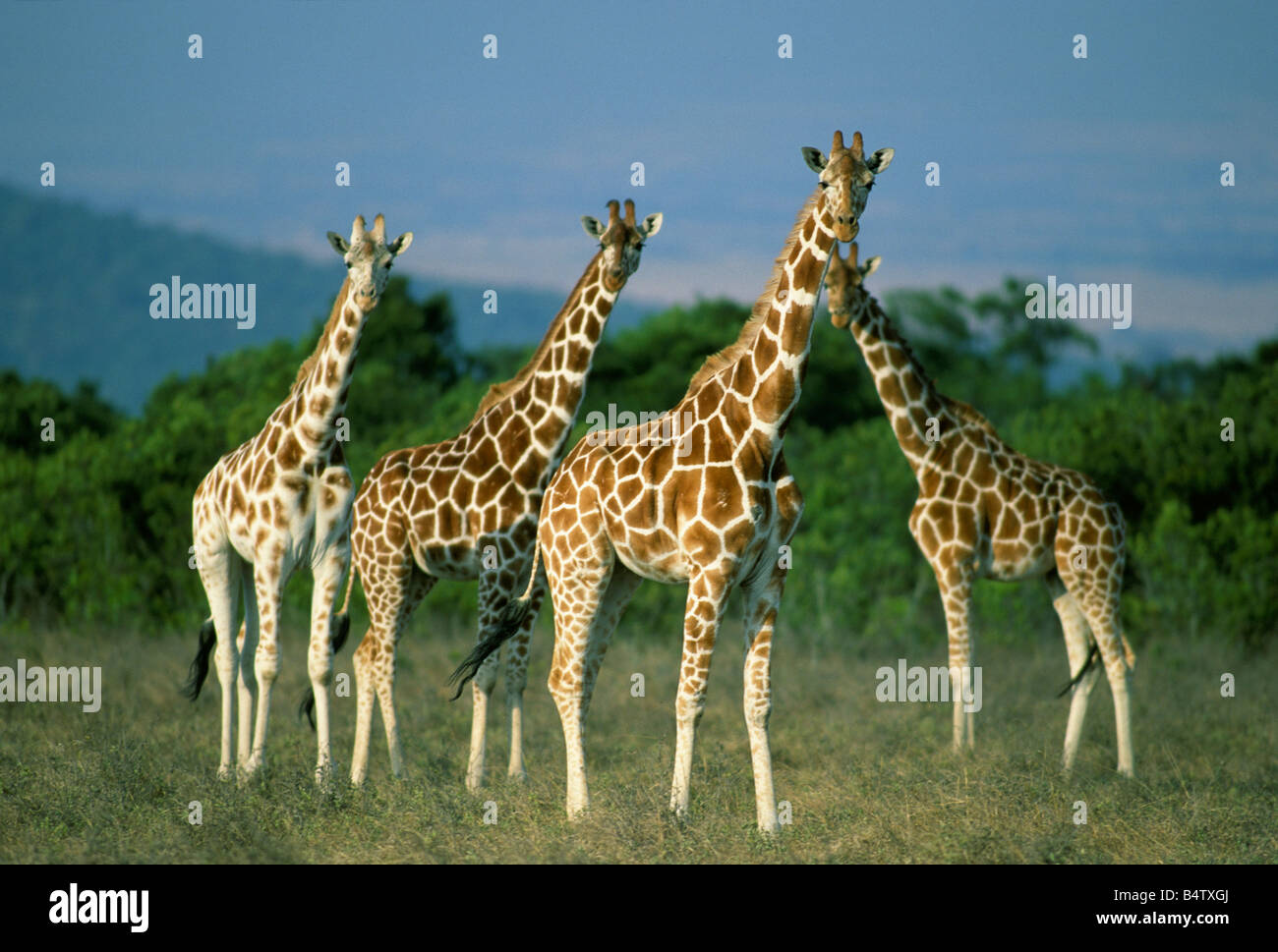 Reticulated Giraffes (Giraffa camelopardalis reticulata) Wild Group in Aberdares area northern Kenya Stock Photo