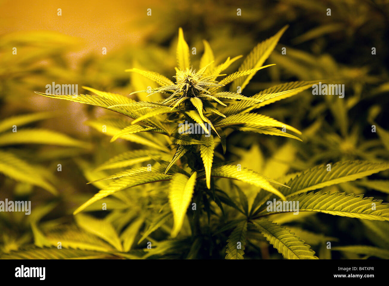 part of a cannabis factory found during police raid in Manchester Stock Photo