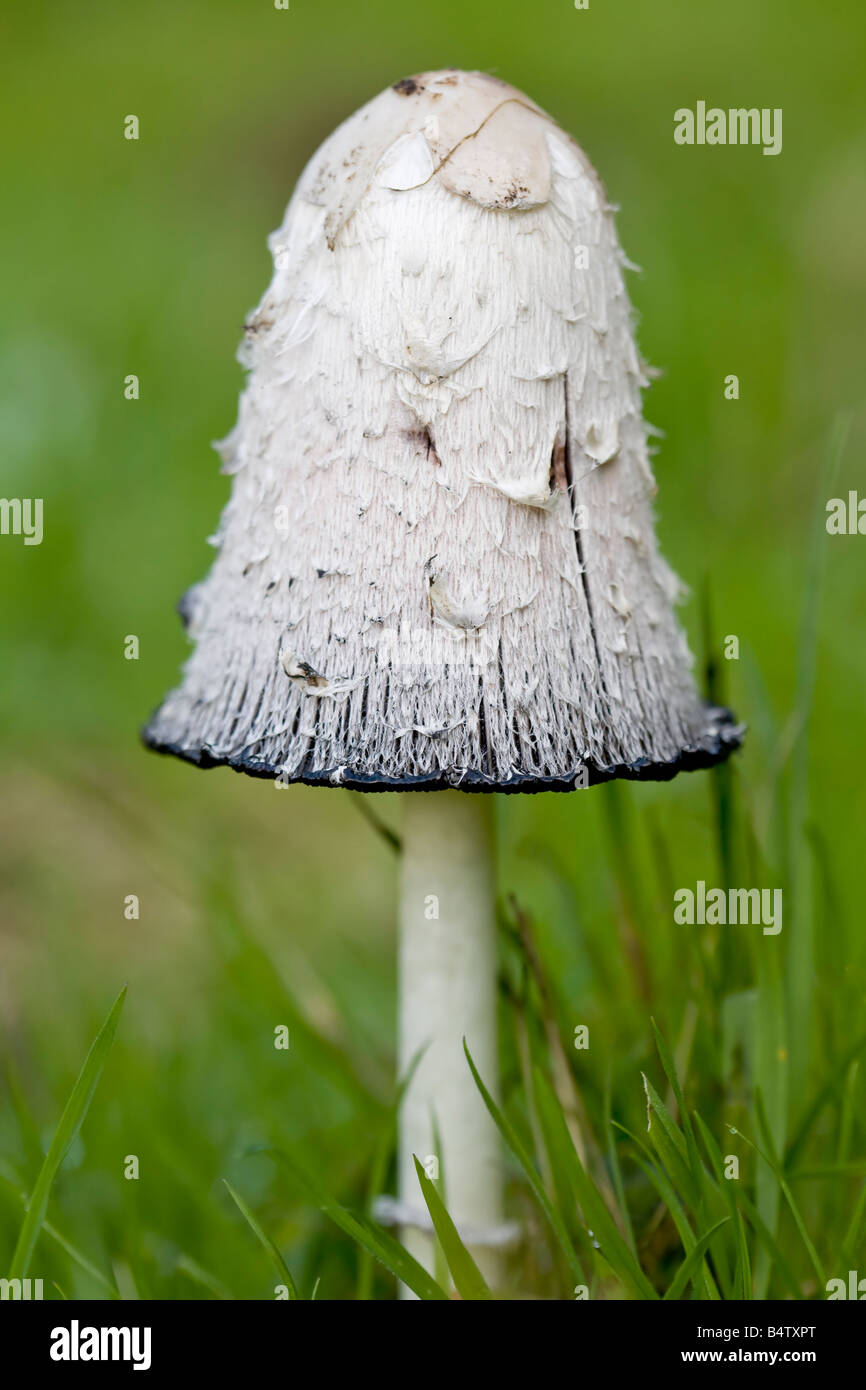 Common inkcap, coprinopsis atramentaria hi-res stock photography and ...