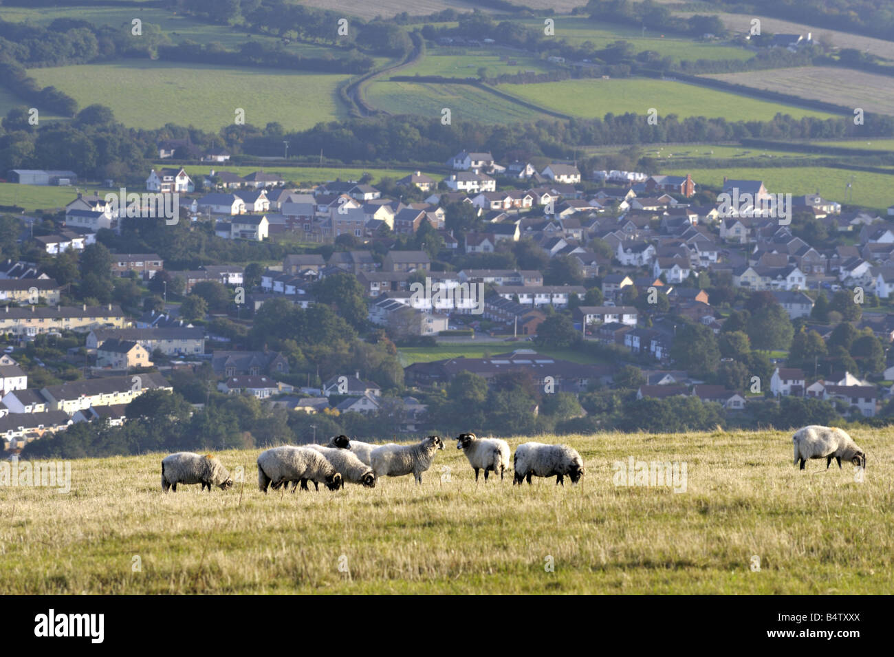 Sheep grazing above the village of Landkey, near Barnstaple, Devon Stock Photo