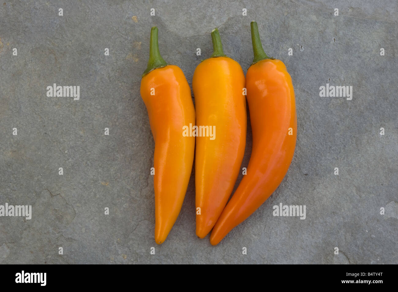 Edible ornamental pepper 'Tequila Sunrise' Stock Photo Alamy