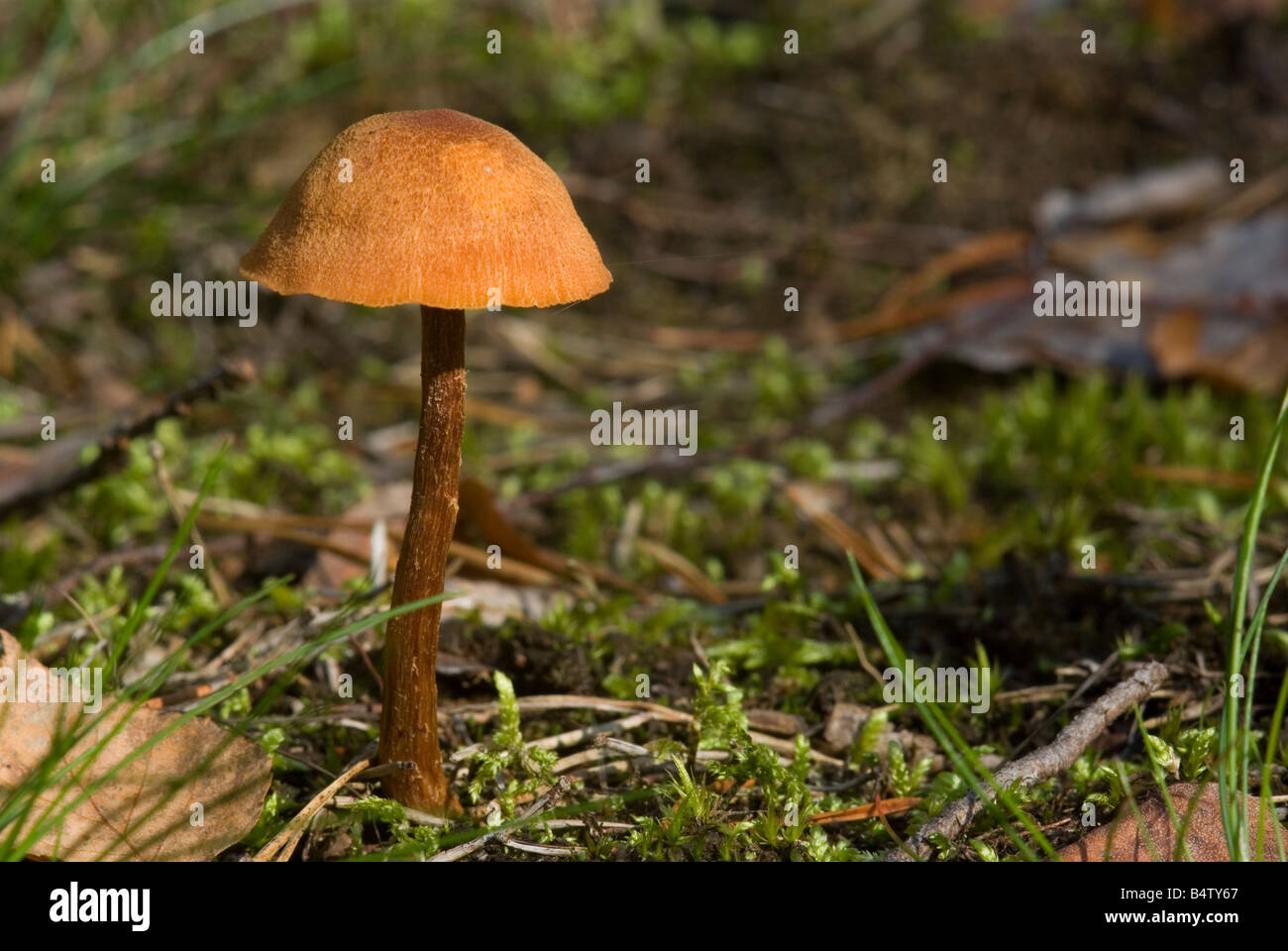 mushrooms Stock Photo