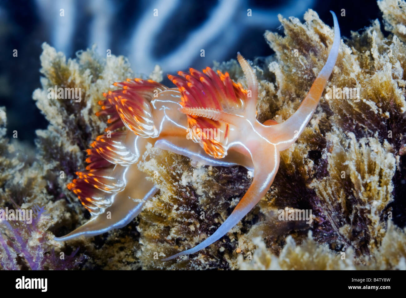A red, yellow and blue coloured nudibranch or sea slug makes its way across a reef in the Portugese Algarve sea. Stock Photo