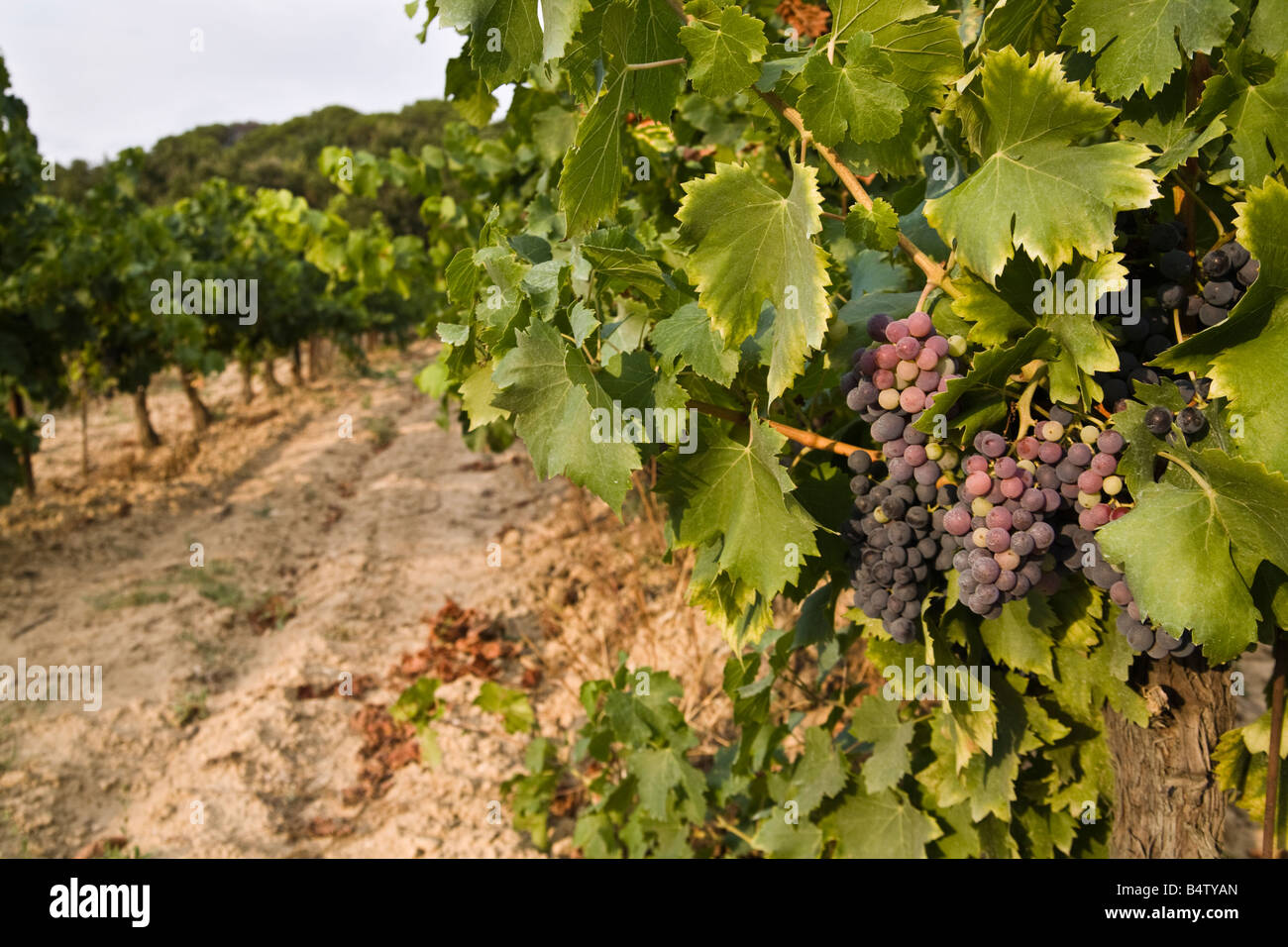 Red grapes in vineyard, Languedoc, France Stock Photo Alamy