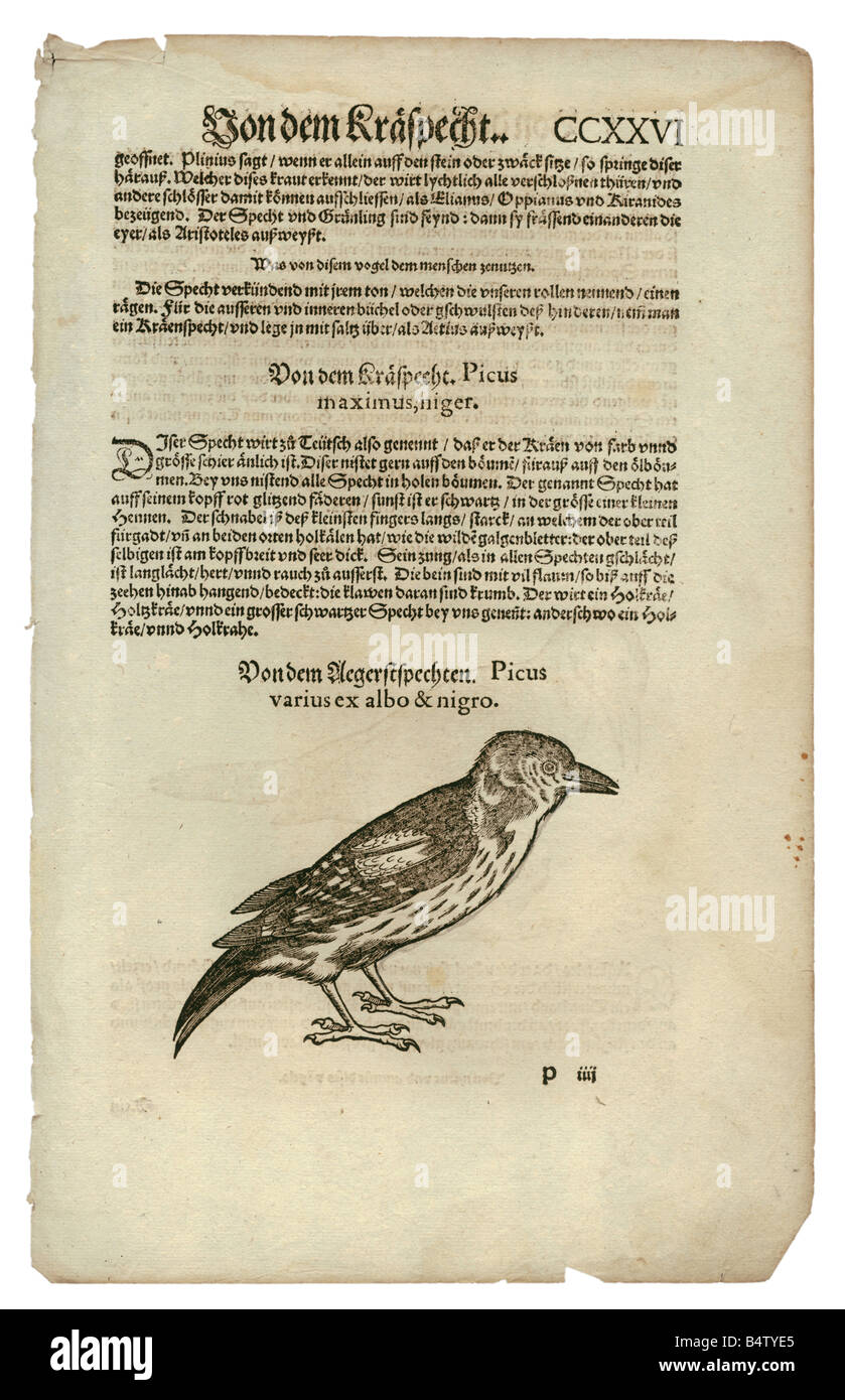 zoology / animals, textbooks, 'Historia animalium', by Conrad Gessner, Zurich, Switzerland, 1551 - 1558, woodpecker (Dendrocopos), woodcut, Stock Photo