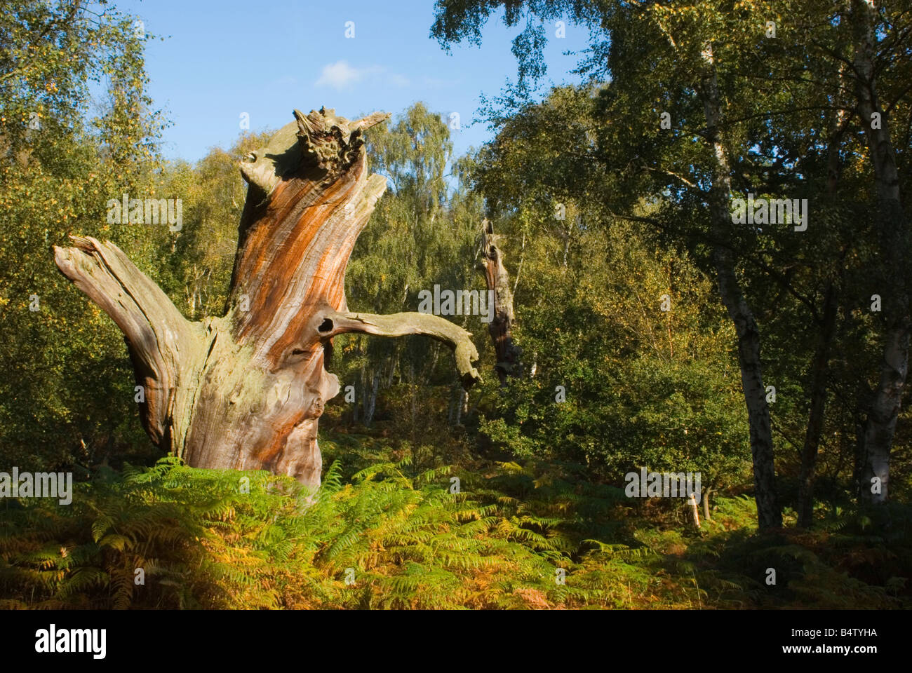 Old decayed oak in Sherwood Forest, Nottinghamshire. Stock Photo