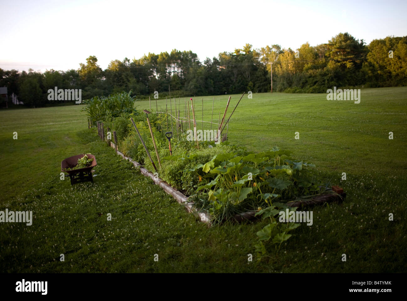 A vegetable garden in a field in New England, USA. Stock Photo