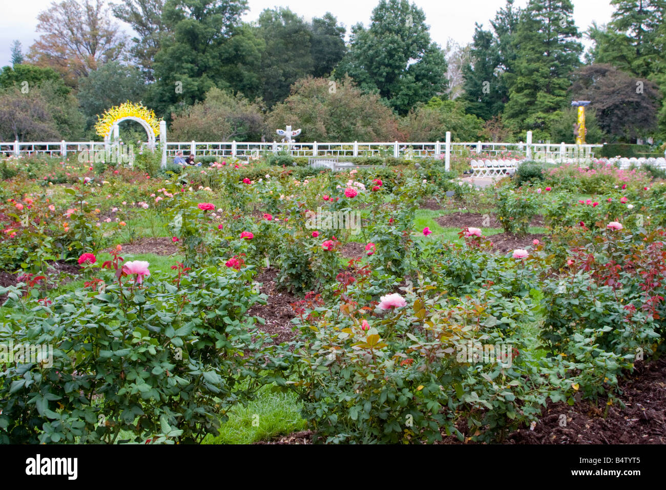 St. Louis, Missouri. Missouri Botanical Garden, Rose Garden. Stock Photo