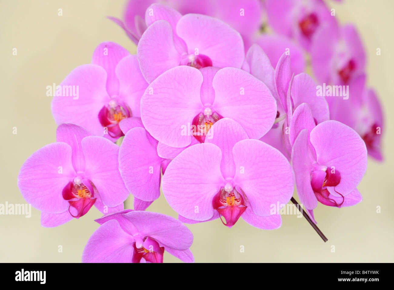 Phalaenopsis orchids on display at an exhibition. Stock Photo