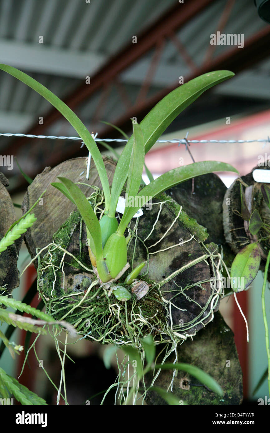 Cultivation of tropical orchids by hanging seedlings and bulbs Stock Photo