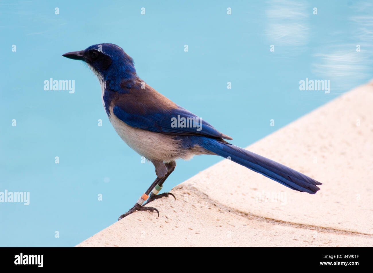 Island Jay perched on side of pool Stock Photo Alamy